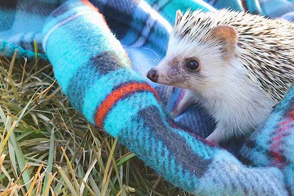 Hedgehob on a blue blanket